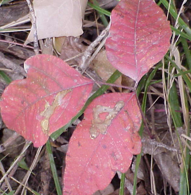 poison ivy fall leaf