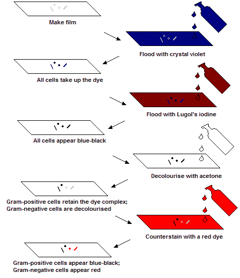 Steps in the Gram staining reaction