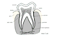 Molar.gif (10762 bytes)